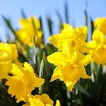 Daffodil * Danby