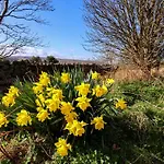 Daffodil Danby